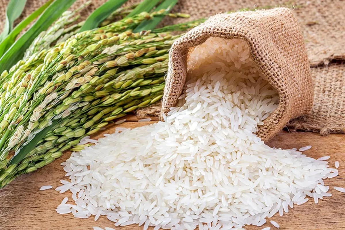 Rice